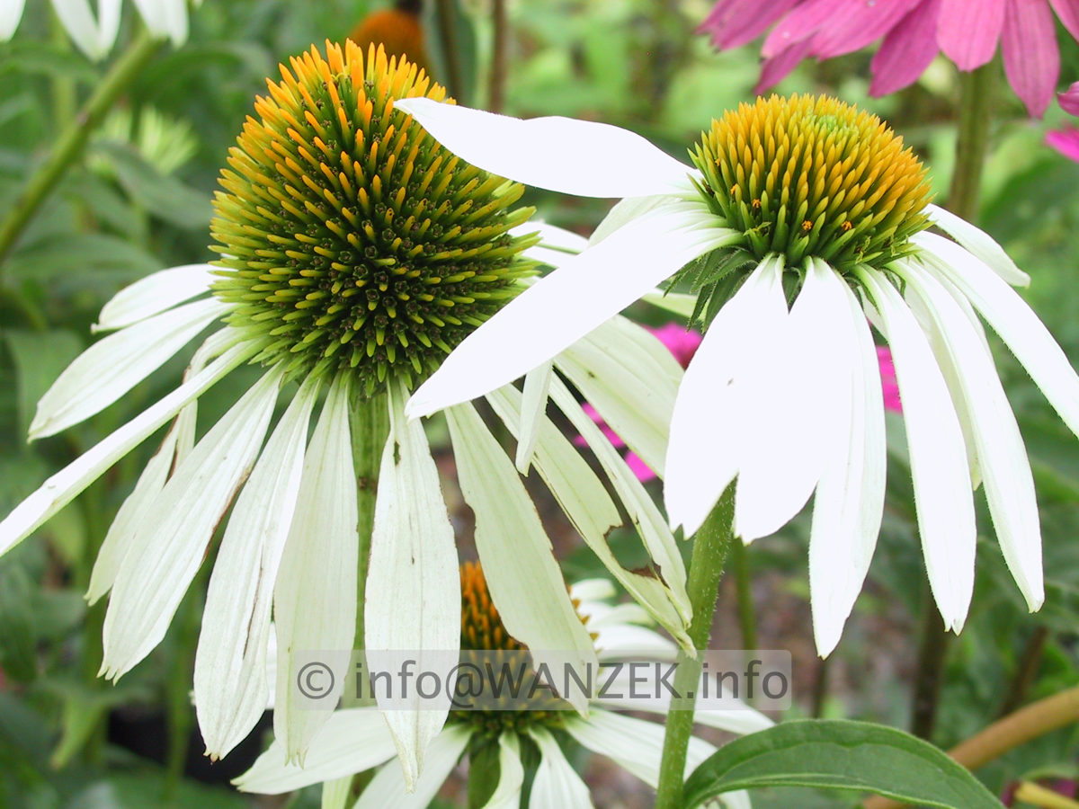 Echinacea purpurea Alba.JPG
